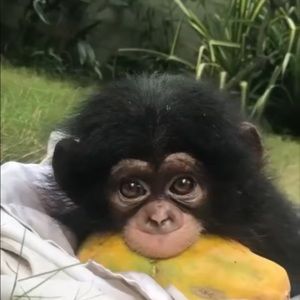 Meet your Posher, Devin